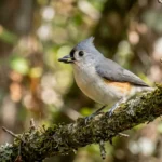 titmouse meaning